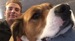 10 Tweets That Prove Chris Evans Is The Best Dog Owner